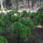 マラケシュ観光　オープンエアガーデン　Le Jardin Secret