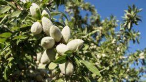 almond-fruites