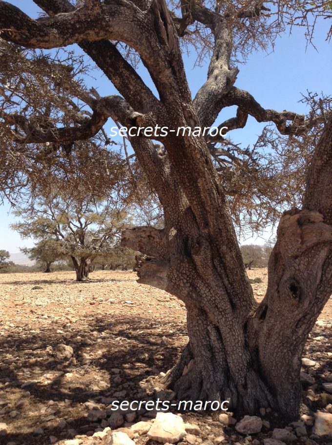 このアルガンの樹の乾燥した幹、モロッコのこの辺りの乾燥ぐあいを感じていただけますか？